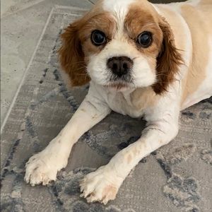 Meet your Posher, Sylvia